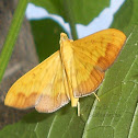 crambid moth