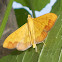 crambid moth