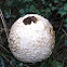 Spiny Puffball