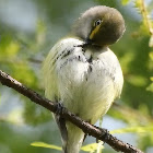 White-eyed vireo