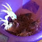 Sand Crabs