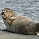 Harbor Seal