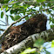 Porcupine