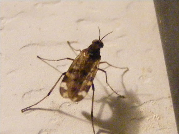 Spotting Image 1
