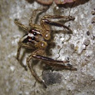Jumping Spider (Male)