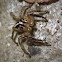 Jumping Spider (Male)