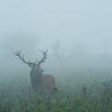 Red Deer