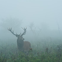 Oostvaardersplassen