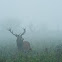 Red Deer
