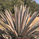 Agave