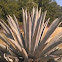 Agave