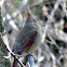 Northern Cardinal