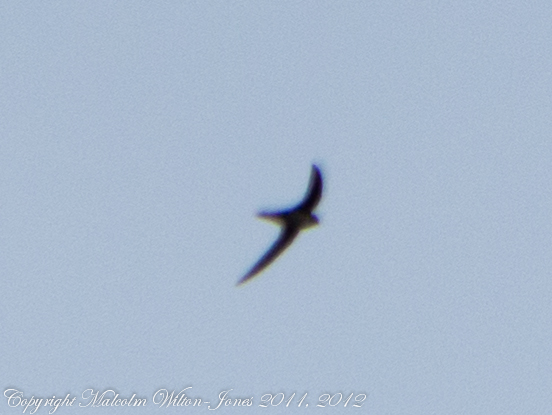 Spotting Image 1
