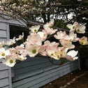 Flowering Dogwood