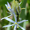 Wild Hyacinth