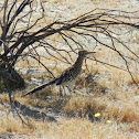 Greater Roadrunner