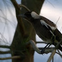 Australian Magpie, juvenile