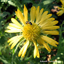 Himalayan Oxygraphis