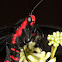 Red-bodied Swallowtail