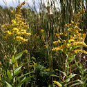 Goldenrod