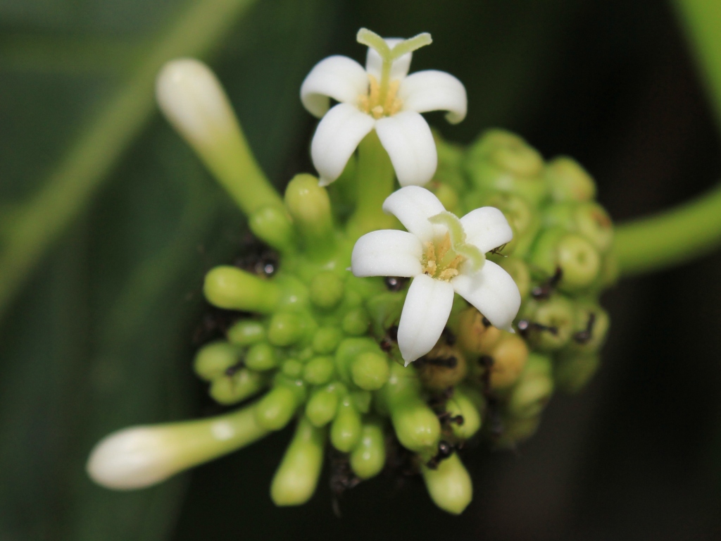Noni (from flower to ripe fruit)