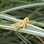 Yellow Grasshopper (nymph)
