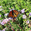 Monarch Butterfly