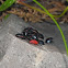 Largus Nymph
