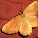 Orange Moth