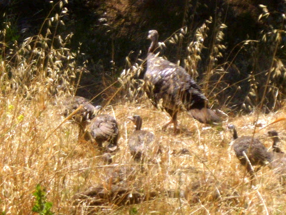 Spotting Image 1