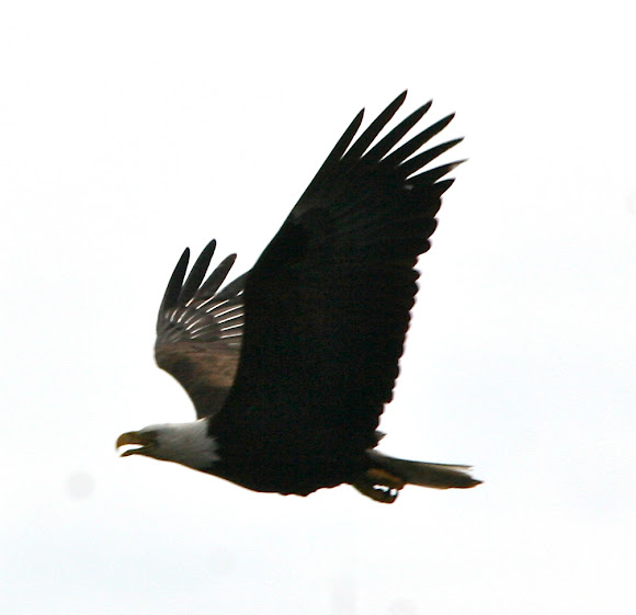 Spotting Image 1