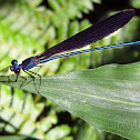 Forest Damselfly