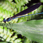 Forest Damselfly