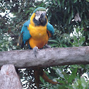 Blue-and-yellow Macaw