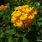 Hybrid Lantana
