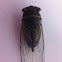 Cicada