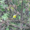 Yellow-breasted Chat