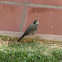 White wagtail