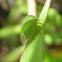 Buffalo Treehopper
