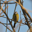 Blue Tit
