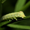 Caterpillar