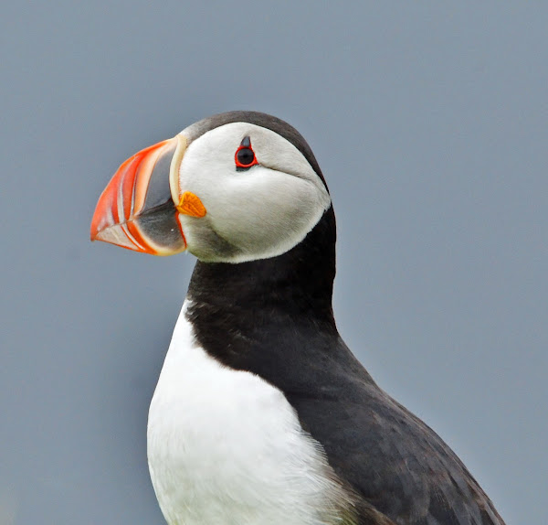 Puffin  Project Noah