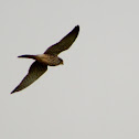 Kestral