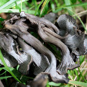 cantharellus cinereus