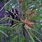 Loblolly pine