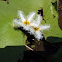Water snowflake  