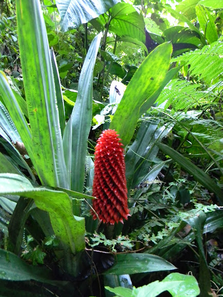 Spotting Image 1