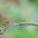 Spiny Flower Mantis