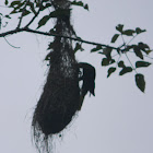 Oropendola - Mochilero - Russet-backed Oropendola