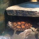 Pan's box turtle